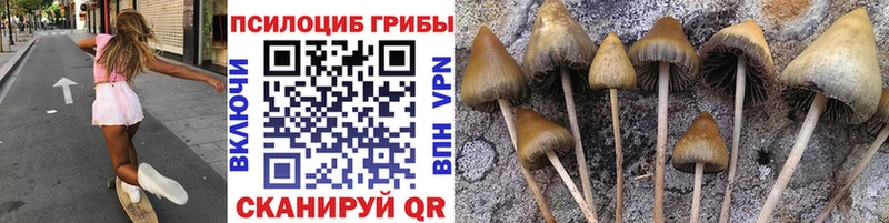 Купить закладки  Железногорск  Псилоцибиновые грибы Psilocybine cubensis 